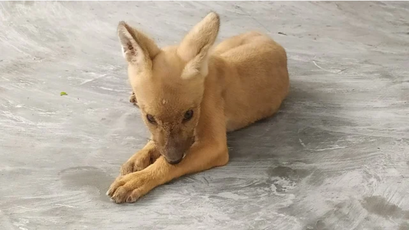 अलीपुर ZOO में खुशखबरी, 50 साल बाद वाइल्ड डाॅग ने लिया जन्म