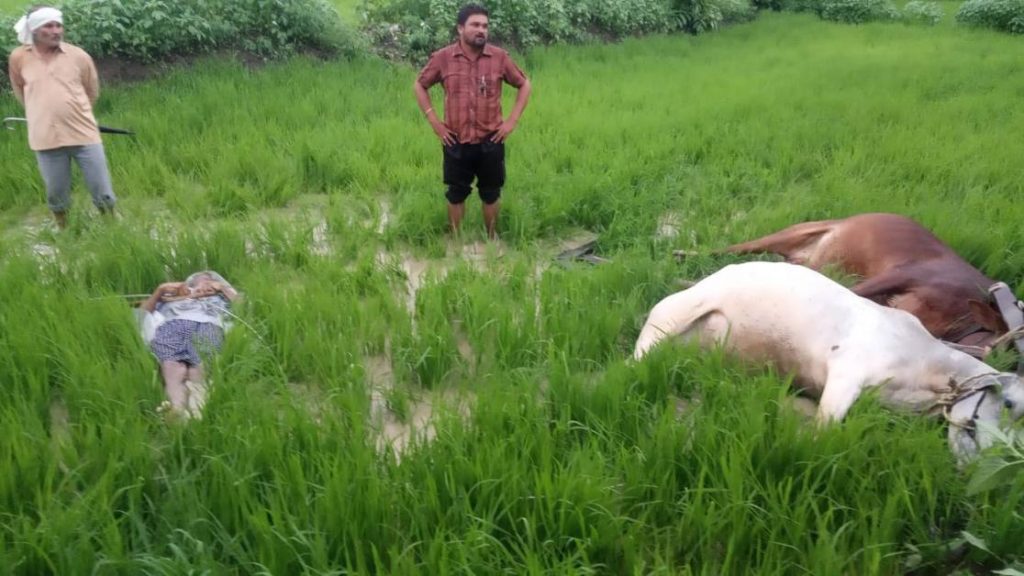 किसकी लापरवाही से गई जान: खेत में टूटकर गिरा बिजली का हाई वोल्टेज तार, किसान और दो बैल की मौत